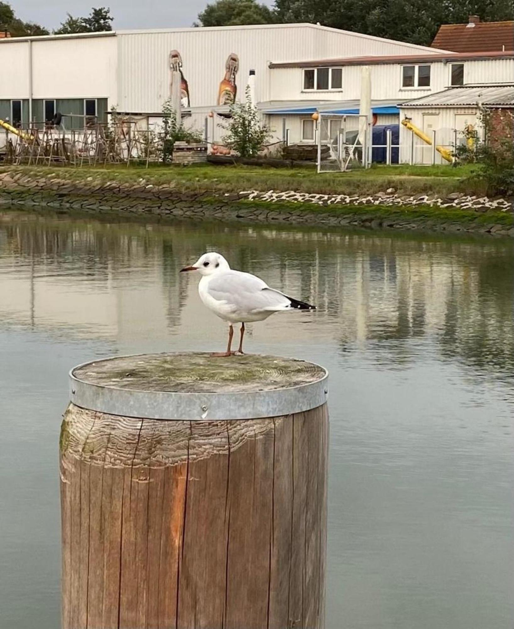 Strandkorb Buesum Exklusiv,Hafennaehe Esterno foto